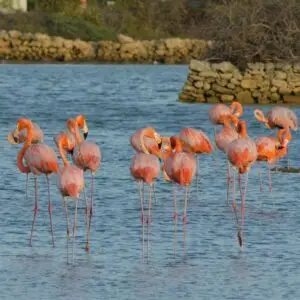 Ingressos para o santuário dos Flamingos