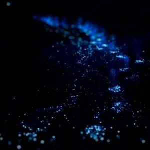 Tour noturno para ver plâncton bioluminescente