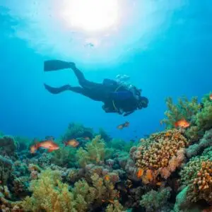Mergulho de cilindro para ver os peixes da região