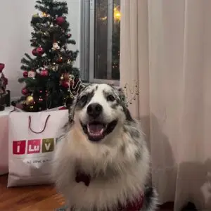 Presente para a Kayla não ficar com ciúmes da lua de mel